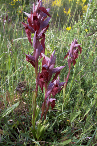 Serapias vomeracea e cordigera con ibridi dalla Lucania